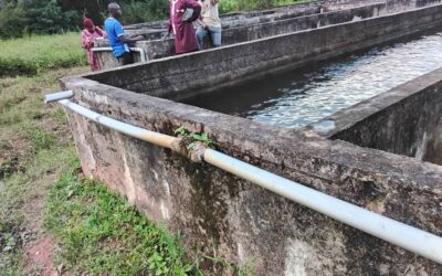 Aquaculture : l’ANAG évalue la croissance des poissons empoissonnés sur le site de Tolo Bafing à Mamou